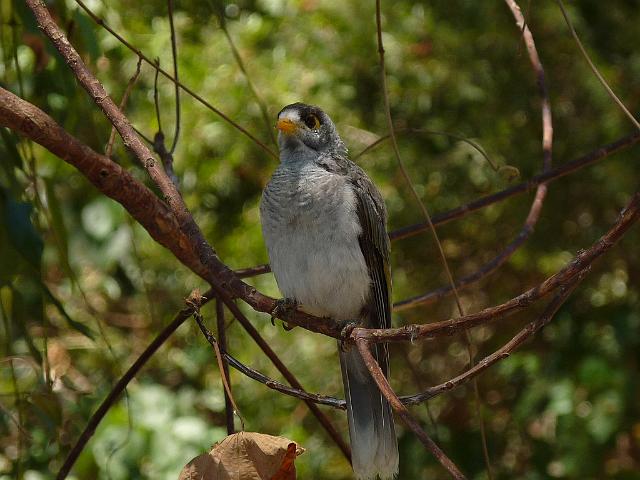 (19) Noisy Miner.JPG